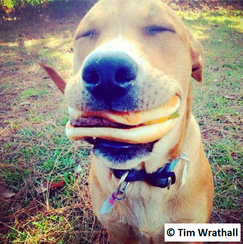 Say hello to the happy Cheeseburger dog.